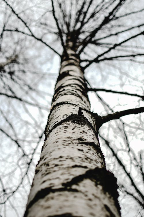 棕树的低角度摄影 · 免费素材图片