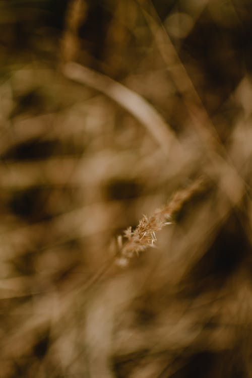 倾斜移位镜头中的棕草 · 免费素材图片