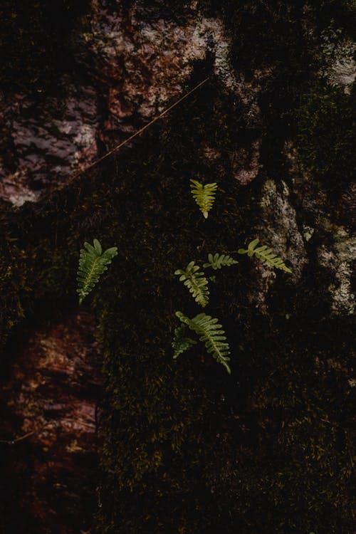 布朗岩石上的绿色青苔 · 免费素材图片