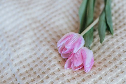 鲜艳的郁金香在柔软的装饰织物上 · 免费素材图片