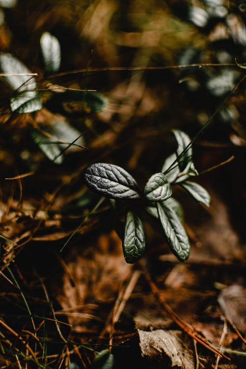 绿色和白色植物在关闭摄影 · 免费素材图片