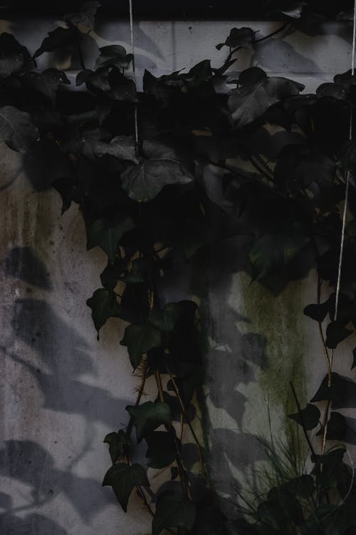 绿色的树叶，在灰色的混凝土墙上 · 免费素材图片