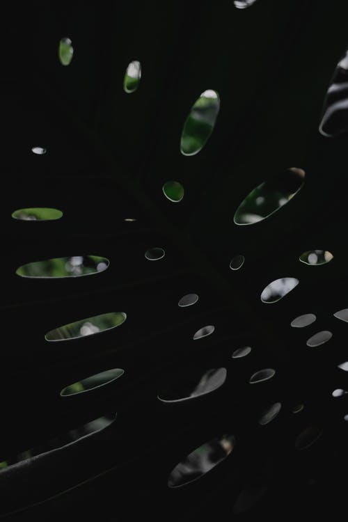 绿叶上的水滴 · 免费素材图片