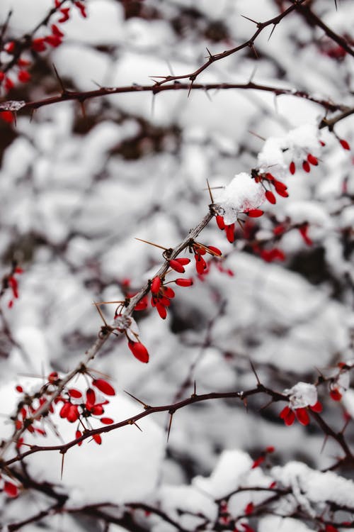 红叶树覆盖着雪 · 免费素材图片