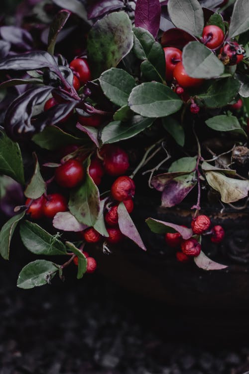 棕色木制的桌子上的红色圆形水果 · 免费素材图片