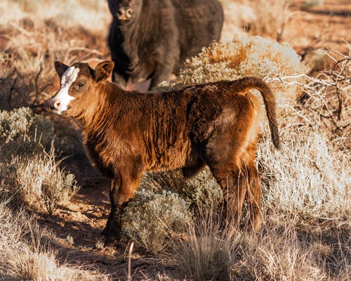 有关公牛, 动物, 动物摄影的免费素材图片