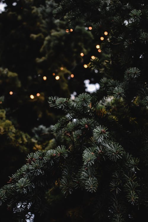 绿色圣诞树与灯串 · 免费素材图片