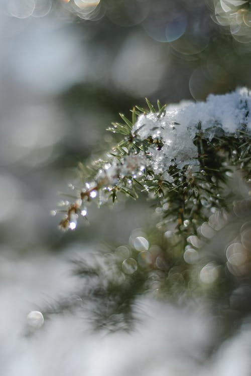 绿色的植物覆盖着雪 · 免费素材图片