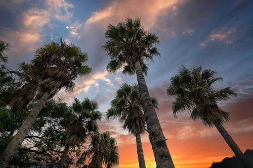 有关低角度拍摄, 日落, 棕榈树的免费素材图片