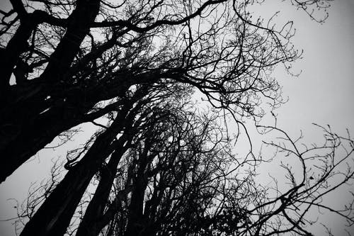 有关bw, 不变, 从下面的免费素材图片