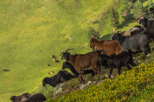 有关一群动物, 乾草地, 公牛的免费素材图片
