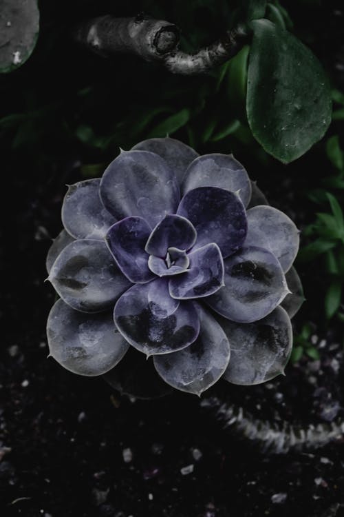 绿色和白色植物在关闭摄影 · 免费素材图片