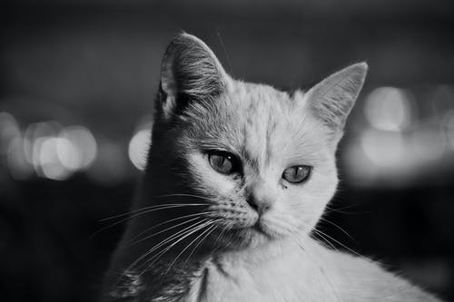 有关可爱, 可爱的, 单色的免费素材图片