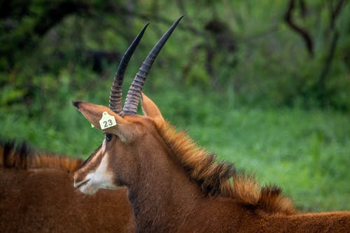 有关偶蹄目, 動物, 動物攝影的免费素材图片