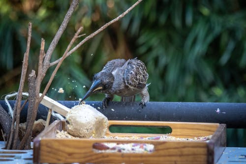 有关吃, 栖息, 特写的免费素材图片
