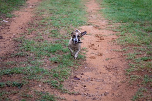 有关动物, 可爱, 哺乳动物的免费素材图片