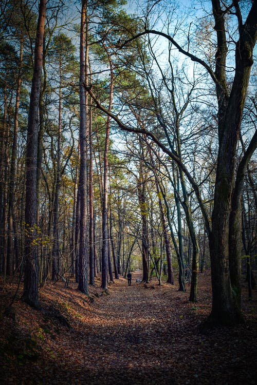 有关垂直拍摄, 天性, 小徑的免费素材图片