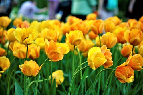 有关植物群, 树叶, 特写的免费素材图片