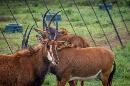 有关偶蹄目, 動物攝影, 田的免费素材图片
