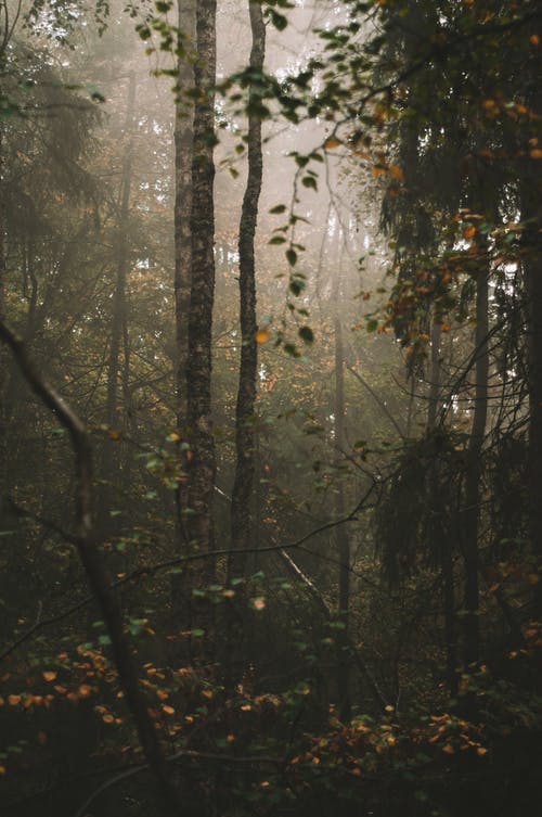 有关丛林, 垂直拍摄, 天性的免费素材图片