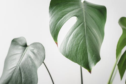 有关壁纸, 室内植物, 室内植物的免费素材图片