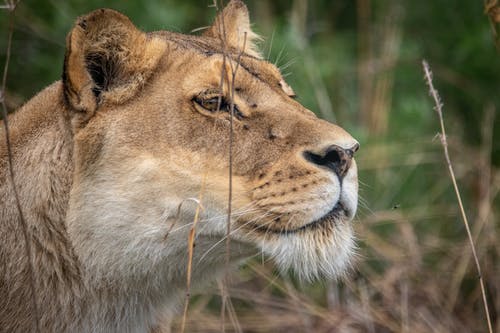 有关动物, 动物摄影, 南非的免费素材图片