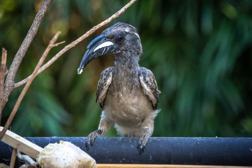 有关栖息, 特写, 犀鸟的免费素材图片
