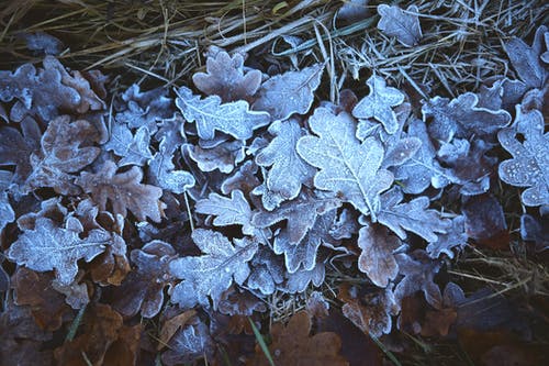 有关下落, 冬季, 冷冰的的免费素材图片