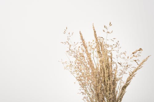 有关Copyspace, 不均匀的, 乾燥的免费素材图片