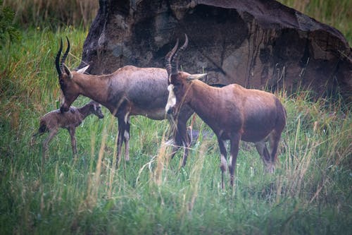 有关公牛, 动物, 哺乳动物的免费素材图片