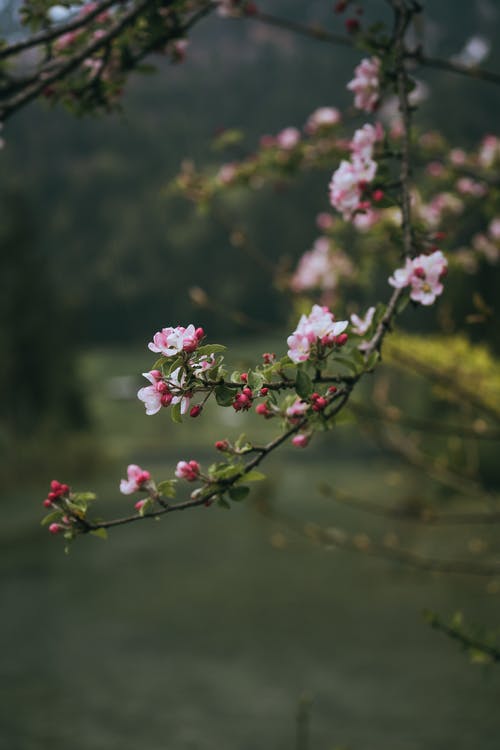 在春天自然盛开的樱花树 · 免费素材图片