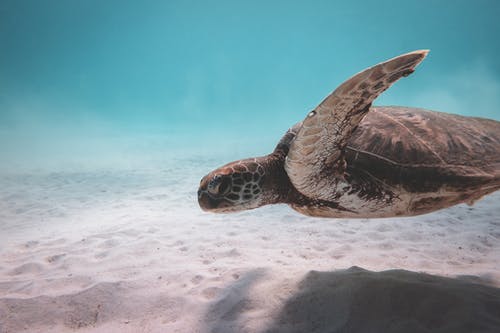 棕色的海龟在水下游泳 · 免费素材图片