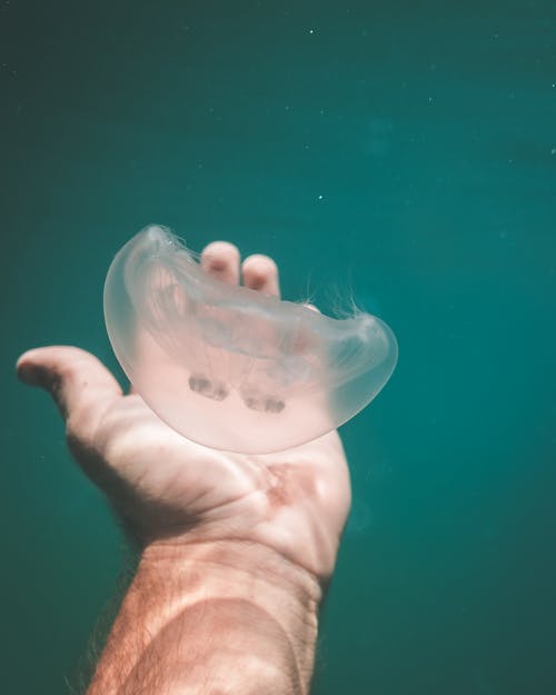 水下水母的作物人 · 免费素材图片