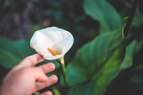 在花园里的作物人触摸白色嫩马蹄莲花 · 免费素材图片