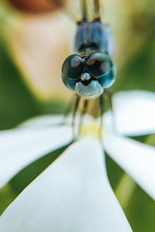 在大自然中盛开的花朵上的蜻蜓 · 免费素材图片