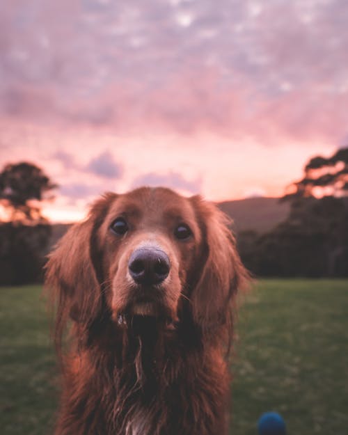 可爱的纯种狗在日落时的草地上 · 免费素材图片