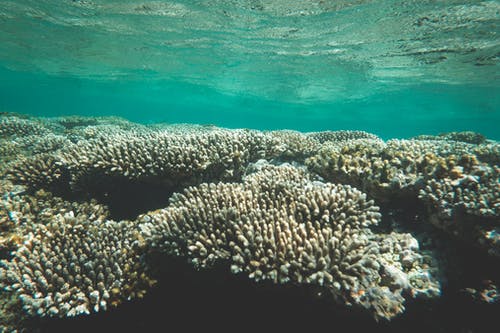 热带海的珊瑚礁水下 · 免费素材图片