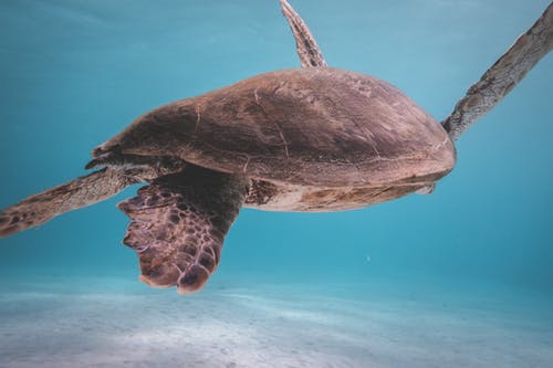 乌龟漂浮在蔚蓝的大海 · 免费素材图片