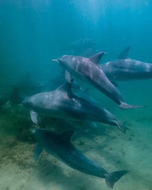 群海豚在水中游泳 · 免费素材图片