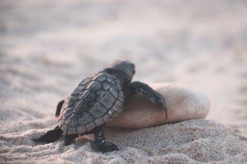 乌龟在沙地上爬行 · 免费素材图片