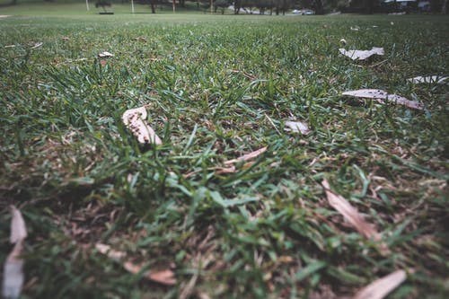 在公园的草坪上生长的绿草 · 免费素材图片