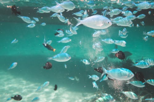 鱼在海里水下游泳的暗沙 · 免费素材图片