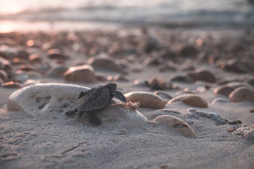 龟爬在石质海岸 · 免费素材图片