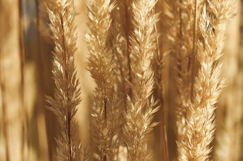 谷物草生长在农村中的字段 · 免费素材图片