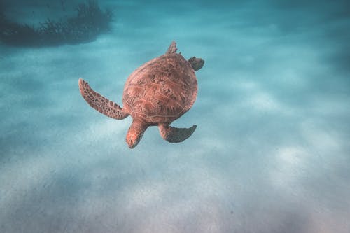 乌龟在深水中游泳 · 免费素材图片