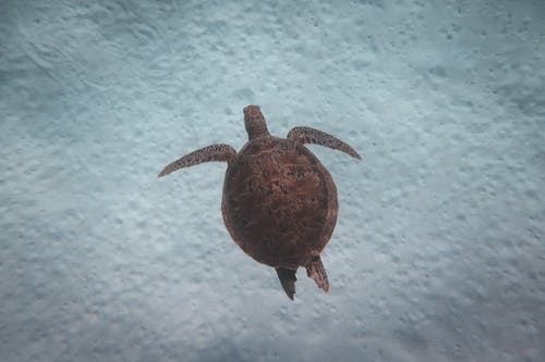 乌龟在清澈的海水中游泳水下 · 免费素材图片