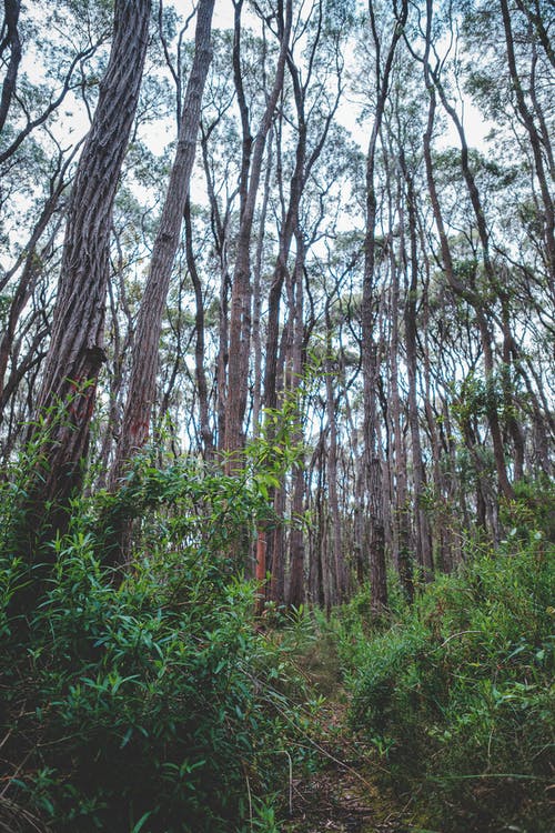 茂密的森林与高大的瘦树在日光下 · 免费素材图片