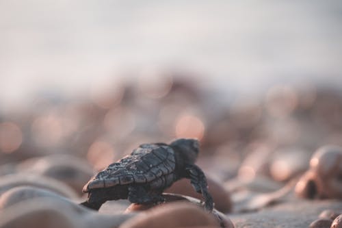 鹅卵石海岸上的小乌龟 · 免费素材图片