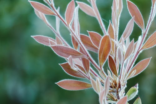 叶子和茎上的叶子柔软的纤维 · 免费素材图片