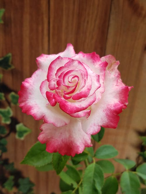 有关味道, 垂直拍摄, 微妙的免费素材图片